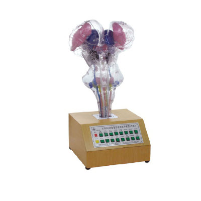 語音提示電動腦干模型 YJ/SJ0024