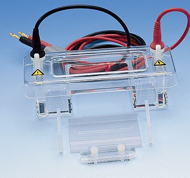 1704482伯樂水平電泳槽中標(biāo)價