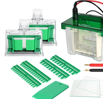 伯樂1658040小型垂直電泳槽價格空間